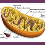 Mitocôndria