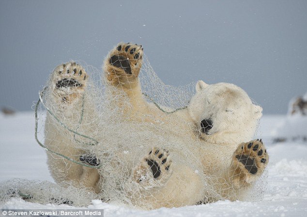 Urso Polar E Rede De Nylon
