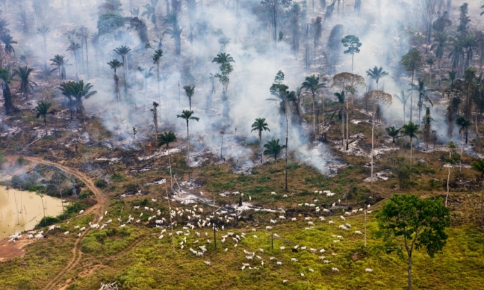 Gado Destroi Floresta