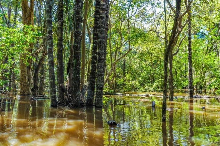 Amazônia Alagada