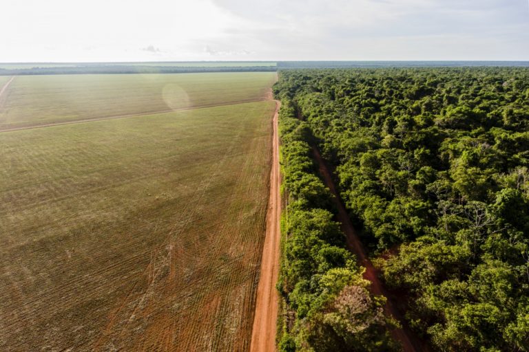 Reserva Do Xingú Soja