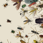 Insects