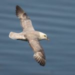 Fulmar Flying