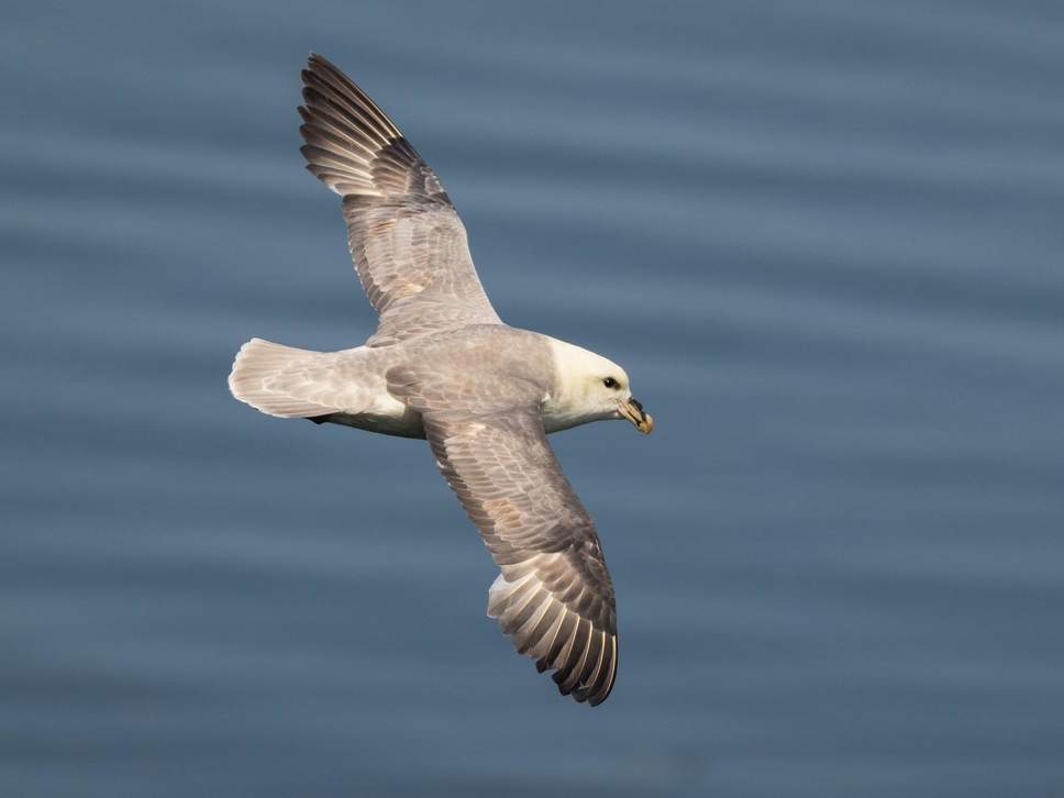 Fulmar Flying