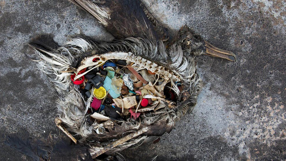 Pássaro Morto Com Lixo No Estômago