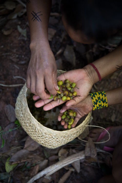 Sementes Amazônicas