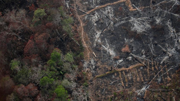 Area Desmatada Na Amazonia