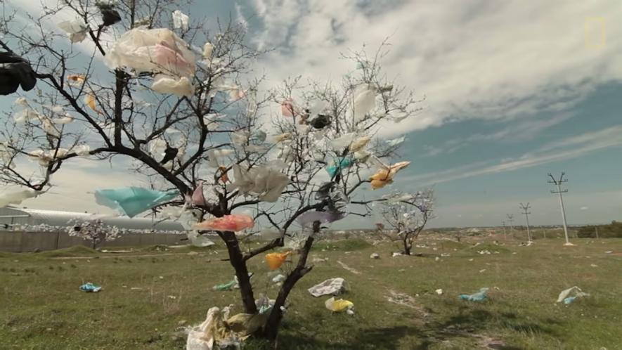 árvore Com Plásticos