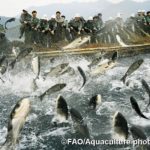 Pesca Fao