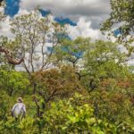 Mata Nativa Cerrado