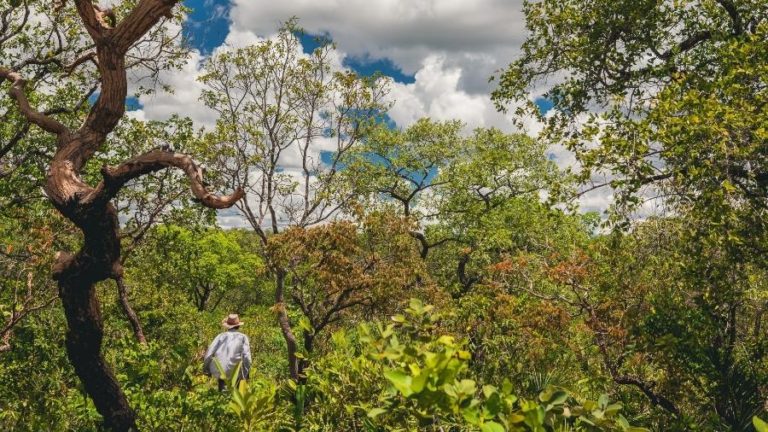 Mata Nativa Cerrado