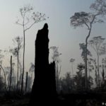 Destruição Amazônica