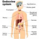 Endocrine System