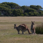 Parque Nacional Narawntapu Austrália