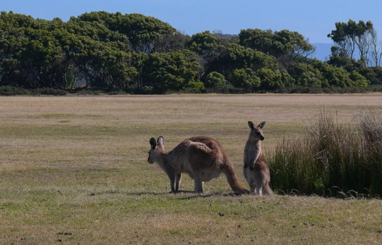 Parque Nacional Narawntapu Austrália