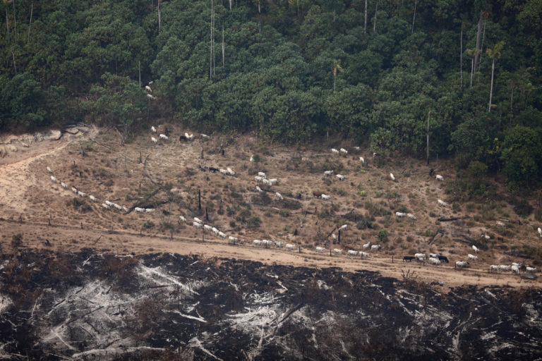 Burning In Amazon For Agriculture