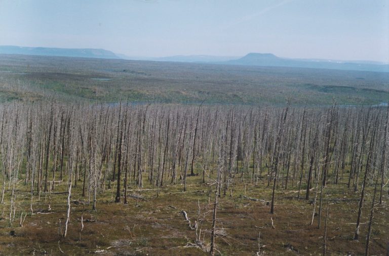 Taiga Siberiana