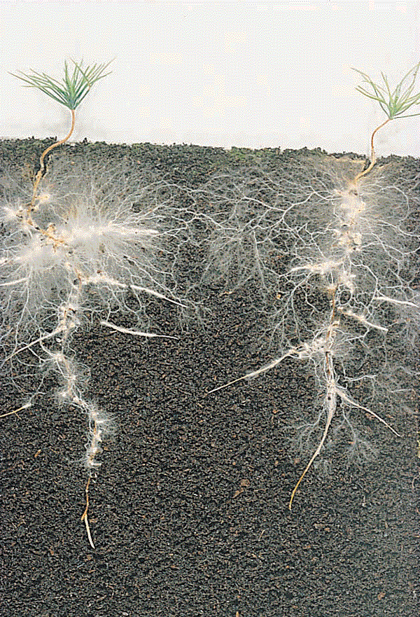 Mycorrhizas