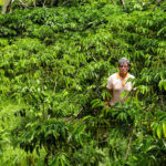 Café Amazônia