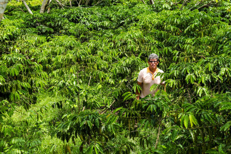 Café Amazônia