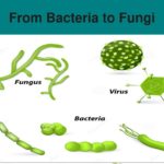 From Bacteria To Fungi