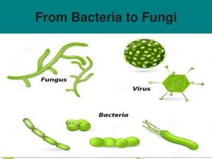 From Bacteria To Fungi