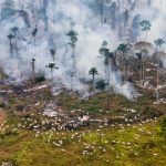 Amazonia Pecuária