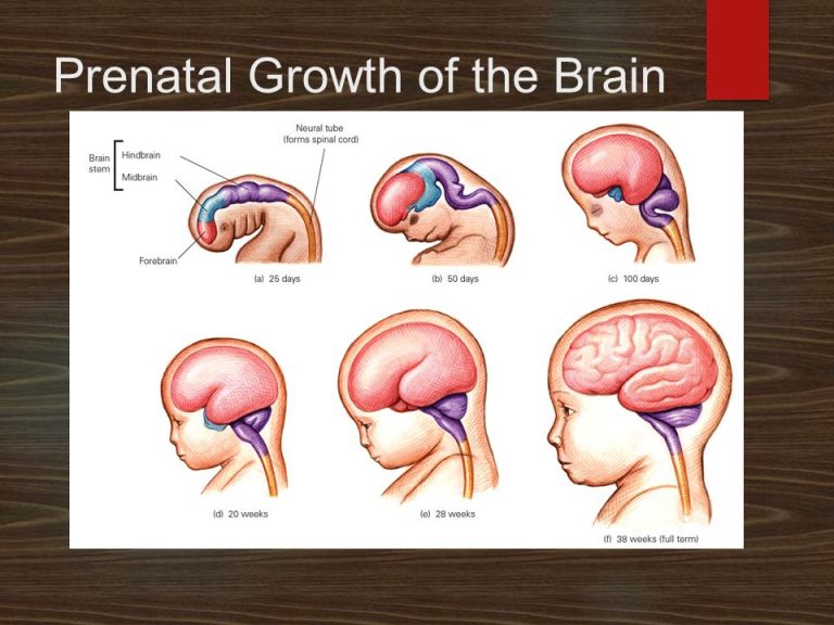 Prenatal+Growth+of+the+Brain