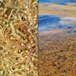 Sargassum Sargaco