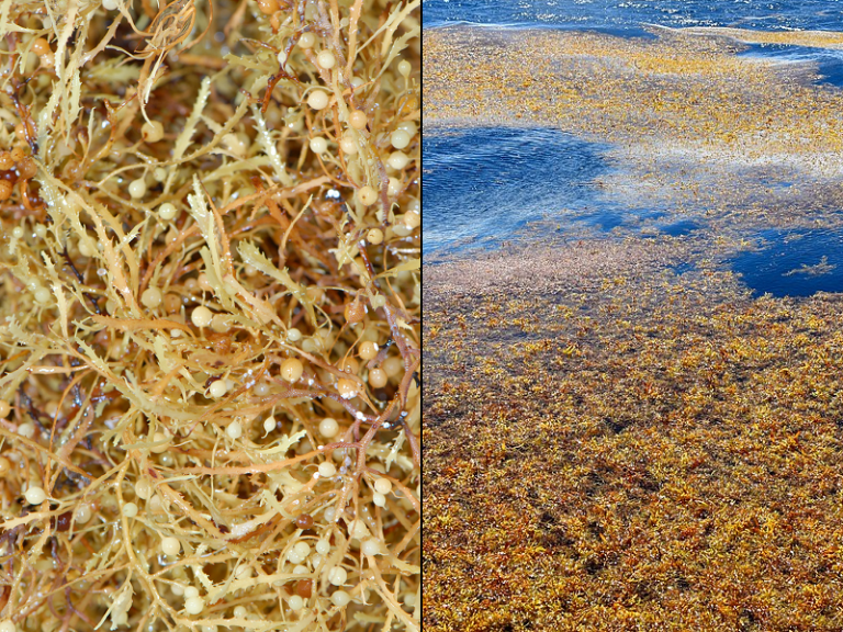 Sargassum Sargaco