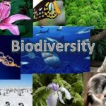 Biodiversidade Global