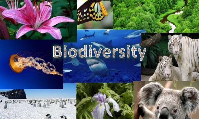 Biodiversidade Global