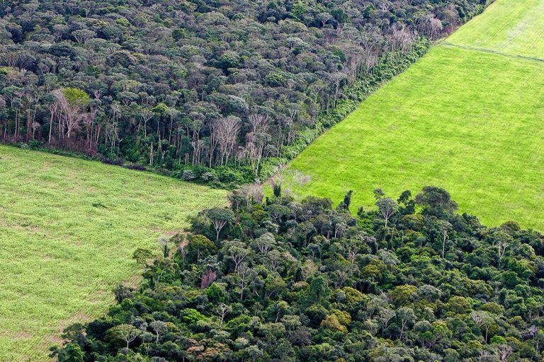 Soja Amazônia