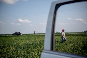 Monsanto Dicamba
