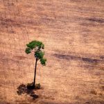 Savanização Da Amazônia