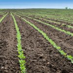 Soybean Field Spring