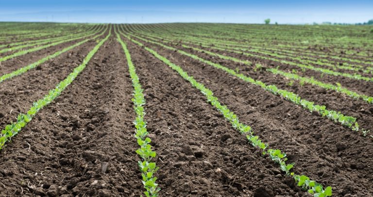 Soybean Field Spring