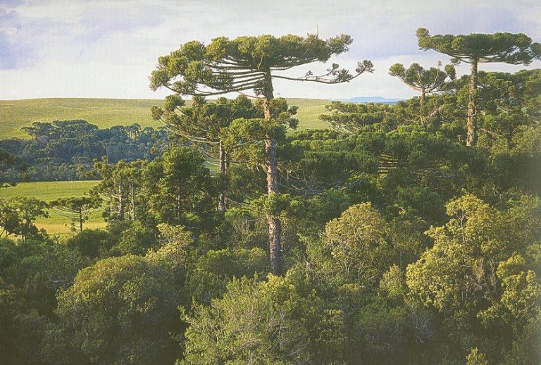 Araucaria