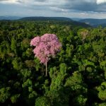 Ipê Amazônia