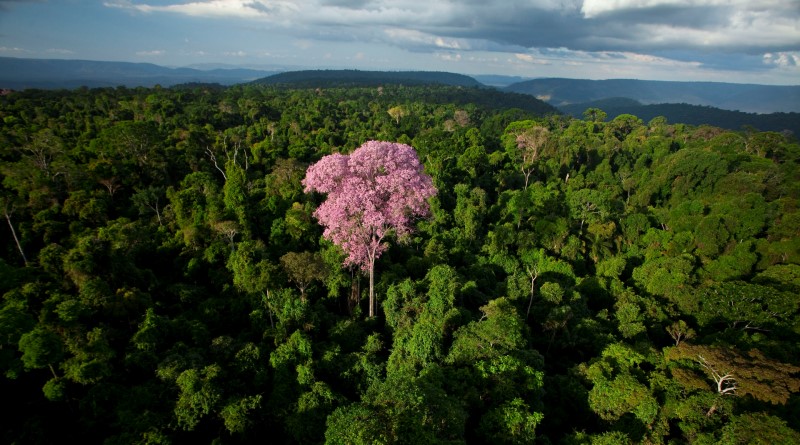 Ipê Amazônia