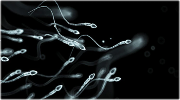Espermatozoides Boa