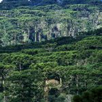 FLORESTA COM ARAUCÁRIA Área Indígena De Mangueirinha PR