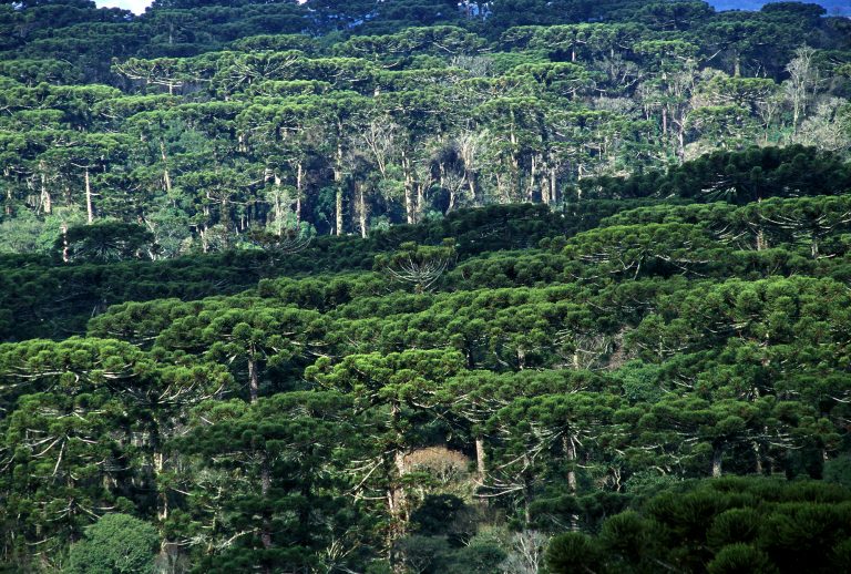 FLORESTA COM ARAUCÁRIA Área Indígena De Mangueirinha PR