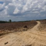 FAO Deforestacion BM