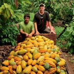 Agricultores E Transamazonica