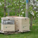 Hives In The Orchard Web