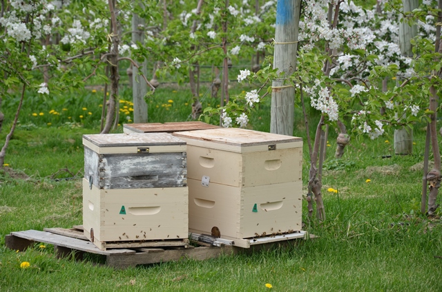 Hives In The Orchard Web