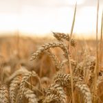 Ears Of Wheat In A Field In The U.K. Photographer: Jason Alden/Bloomberg