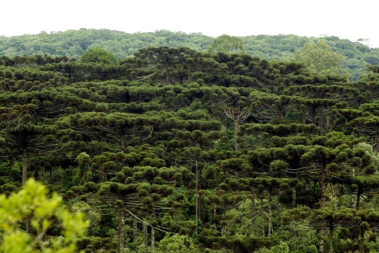 Araucaria Denis Ferreira Netto