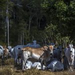 Brazil's Key Grain Export BR 163 Highway